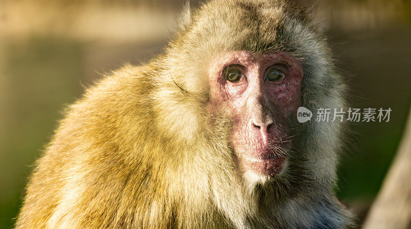 老日本猕猴(Macaca fuscata)看着相机的肖像